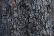 © Denni Van Huis/Stocksy - Blackened bark of a treetrunk. Forest slowly recovering from a bush fire.