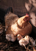 The Mother Hen Brought A Group Of Newly Born Chicks On The Horse Farm