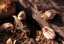 Close-up Of Newly Born Chickens At The Horse Farm