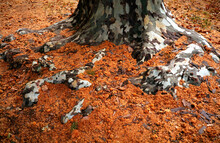 Autumn Leaves Around The Base Of A Large Tree