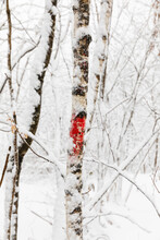 Red Spot On A Birch Trunk