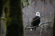 © Christian Tisdale/Stocksy - A bald eagle waiting in a tree in a dark forest