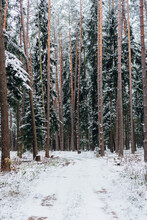 Path In Coniferous Forest In Winter
