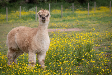 Sticker - alpaca in the meadow 