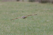 Owl flying low over farmland pastures at dusk 