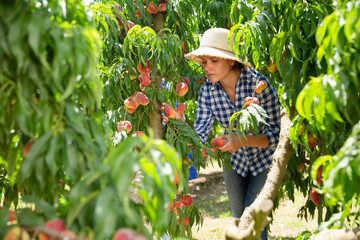 Wall Mural - Young woman in hat picking peaches in garden at sunny summer day