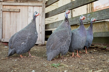 Group Of Guinea Fowl
