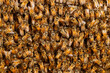 © Paul Tessier/Stocksy - Honey bees