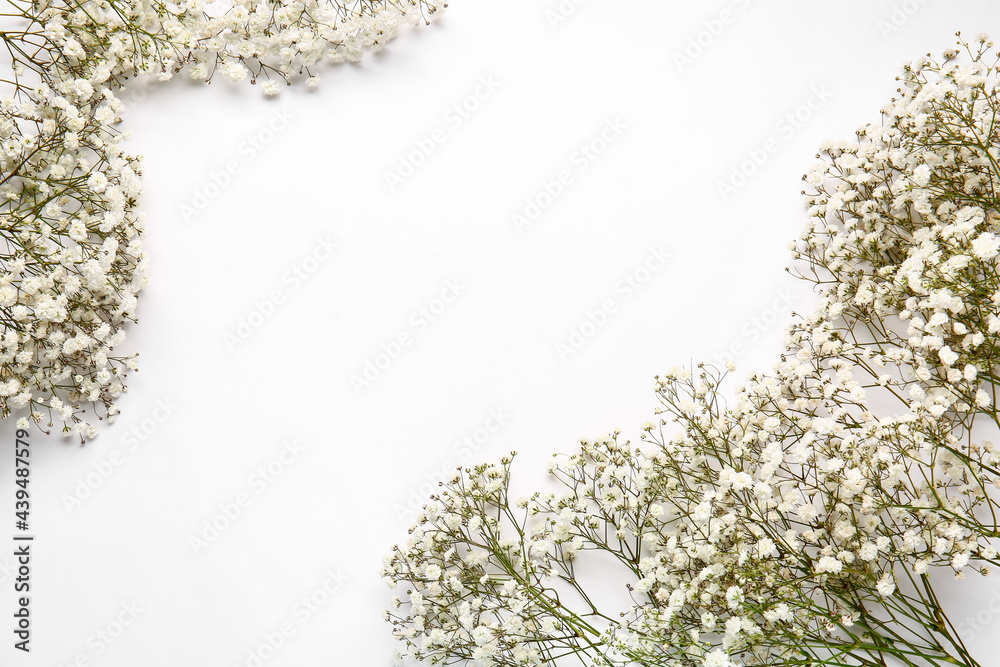 Beautiful gypsophila flowers on white background