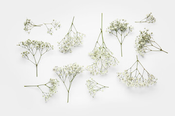 Sticker - Beautiful gypsophila flowers on white background