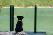© Boris Jovanovic/Stocksy - Dog Sitting On A Dock
