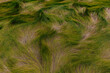 © Raymond Forbes Photography/Stocksy - Matted Marsh Grass In Autumn Season