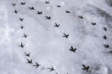 Chicken Tracks In The Snow