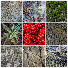 Wall Mural - Set of natural textures. Nature objects close-up: trunks and bark of trees, foliage of plants, surface of stones, grass, berries, moss and lichen, hoarfrost and snow. Backgrounds collection for design