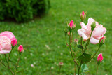 Fototapeta Tulipany - pink rose in the garden.