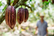 © Luciano Spinelli/Stocksy - Fresh cocoa fruit in it's tree and the silhouette of an anonymous man out of focus