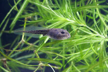 Tadpole Of Edible Frog Swimming In The Pond