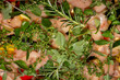 Mediterrane Kräuter-Gemüse-Hähnchenpfanne