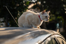 Cat On The Car Roof 