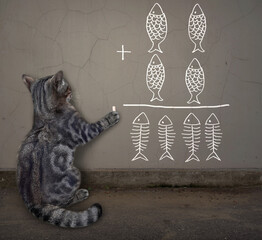 A gray cat writes a funny mathematical equation in chalk on the wall.