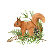 Red Squirrel Animal, Pine Branch Firn. Watercolor Hand Drawn Illustration. Funny Rodent With Fluffy Fur Winter Christmas Decor Element. White Background. Funny Squirrel With Pine Winter Decoration