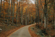 A beautiful golden fall road