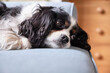 © Liam Grant/Stocksy - A Cavalier King Charles Spaniel dog, resting on the sofa. UK.