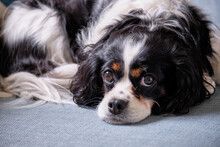 A Cavalier King Charles Spaniel Dog, Resting On The Sofa. UK.