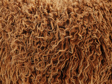 Detail Of The Fur Of A Sheep