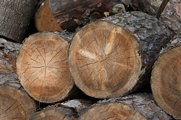 cut log close-up. Problems of deforestation for lumber