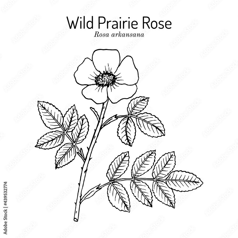 Wild prairie rose Rosa arkansana , ornamental plant Stock Vector ...