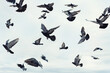 © Magdalena M/Stocksy - Birds in Flight