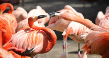 Group Of Pink Fighting Flamingos
