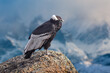 Andean condor (Vultur gryphus) perched on a rock