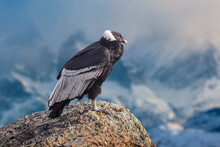 Andean Condor (Vultur Gryphus) Perched On A Rock