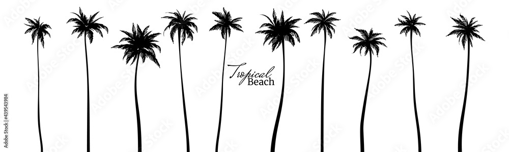 Set of black silhouettes of palm trees. Vector illustration - obrazy, fototapety, plakaty 