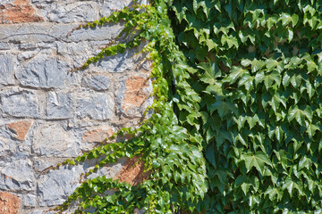 Poster - Ivy on the stone wall in the springtime.Background