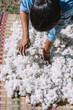 © Chalit Saphaphak/Stocksy - Sun dried cotton