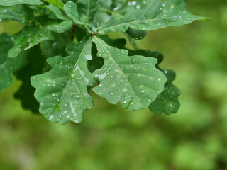 Poster - rain drops on a leaf