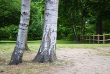 Two Tree Trunks Of Silver Birch In A Park With Path And Foliage And Wooden Fence In The Background, England, Norfolk