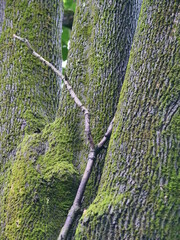 green moss on tree bark