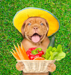Poster - Funny puppy farmer holds vegetables on summer green grass. Top down view