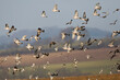 © AGAMI - Houtduif, Common Wood Pigeon, Columba palumbus