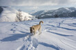 © Hakan & Sophie/Stocksy - guard dog follows tracks made with human snowshoes