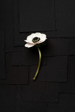 Single Anemone Flower On Black 