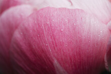 close up macro image of pink peony petals