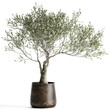 3D illustration of Olive tree in a rusty flowerpot isolated on white background 
