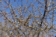 Azure blue sky and branches of plum tree with closed flower buds in March