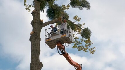 Poster - Two male service workers cutting down big tree branches with chainsaw from high chair lift platform.