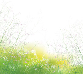 Wall Mural - vector summer, green, nature background. flowers and plants on green, bokeh background.